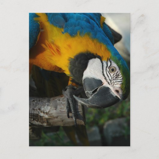 Hier sehen Sie Postkarte (Vorderseite)