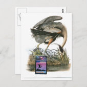 High Blue Heron maximale Karte Audubon (Vorne/Hinten)