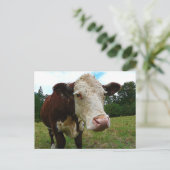 High Def Hereford Postkarte (Stehend Vorderseite)
