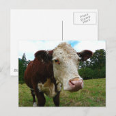 High Def Hereford Postkarte (Vorne/Hinten)