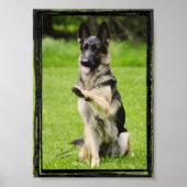 High Five German Shepherd Poster (Vorne)