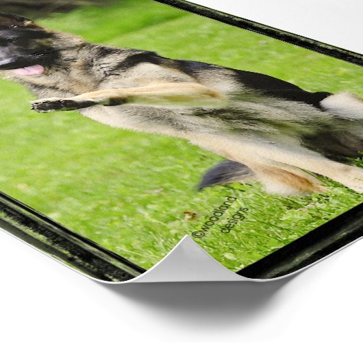 High Five German Shepherd Poster (Ecke)