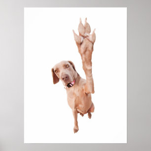 High Five Weimaraner Poster
