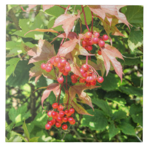 Highbush Cranberries Fliese
