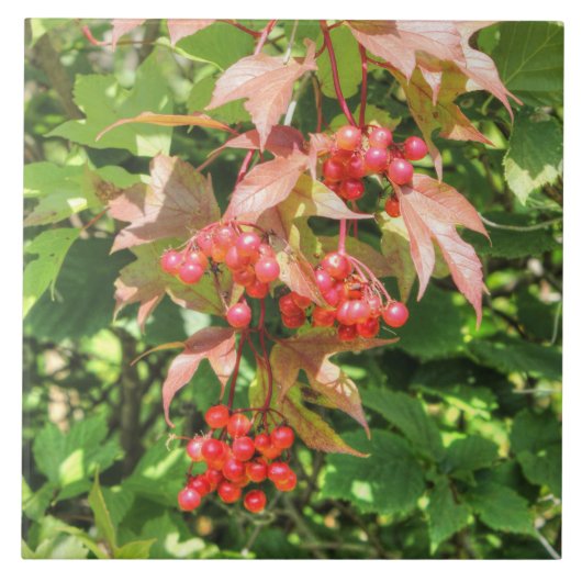 Highbush Cranberries Fliese (Vorderseite)