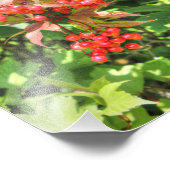 Highbush Cranberries Fotodruck (Ecke)