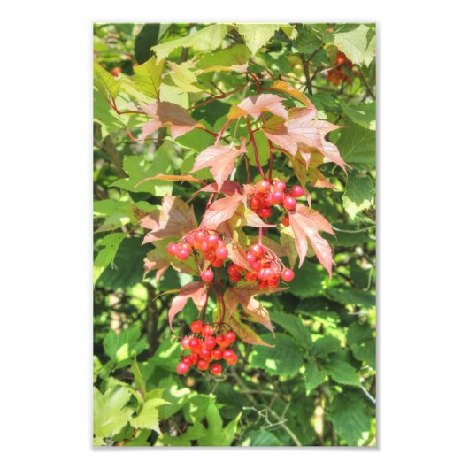 Highbush Cranberries Fotodruck (Vorne)