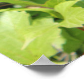 Highbush Cranberries Poster (Ecke)