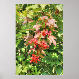 Highbush Cranberries Poster