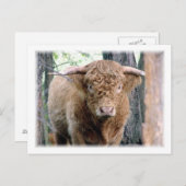 Highland Bull Postkarte (Vorne/Hinten)