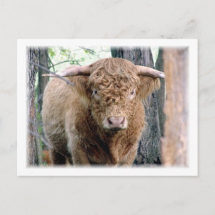 Highland Bull Postkarte
