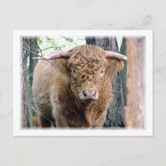 Highland Bull Postkarte (Vorderseite)