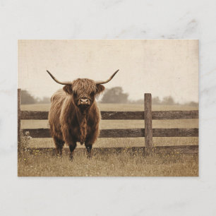Highland-Bulle im Vintage-Stil Rindvieh Postkarte