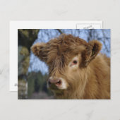 Highland Calf Postcard Postkarte (Vorne/Hinten)