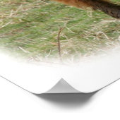 Highland Cattle 9Y316D-017 Poster (Ecke)