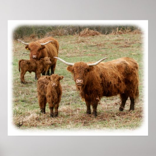 Highland Cattle 9Y316D-055 Poster (Vorne)