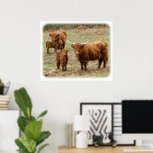 Highland Cattle 9Y316D-055 Poster (Heimbüro)