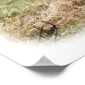 Highland Cattle 9Y316D-055 Poster (Ecke)