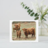 Highland Cattle 9Y316D-055 Postkarte (Stehend Vorderseite)