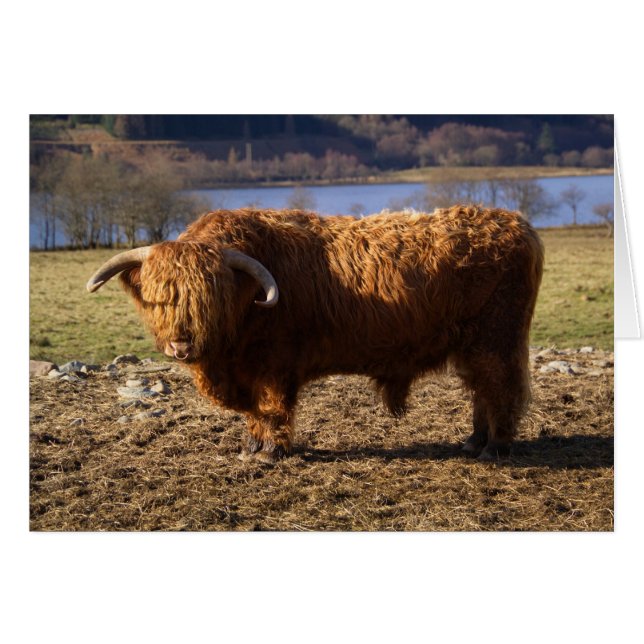 Highland Cattle Bull, Schottland (Vorderseite (Horizontal))