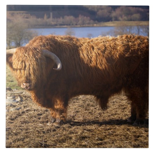 Highland Cattle Bull, Schottland Fliese (Vorderseite)