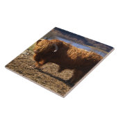 Highland Cattle Bull, Schottland Fliese (Seite)