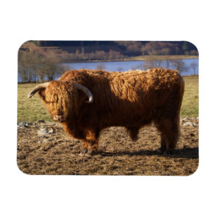 Highland Cattle Bull, Schottland Magnet