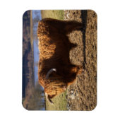 Highland Cattle Bull, Schottland Magnet (Vertikal)