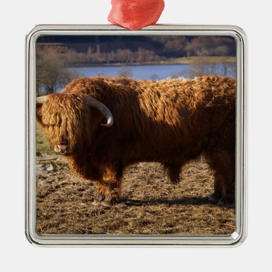 Highland Cattle Bull, Schottland Ornament Aus Metall (Vorne)