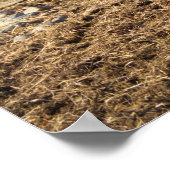 Highland Cattle Bull, Schottland Poster (Ecke)