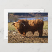 Highland Cattle Bull, Schottland Postkarte (Vorne/Hinten)