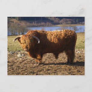 Highland Cattle Bull, Schottland Postkarte