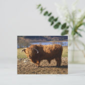 Highland Cattle Bull, Schottland Postkarte (Stehend Vorderseite)