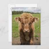 Highland Cattle calf, in der Nähe von Dufftown Postkarte (Vorne/Hinten)