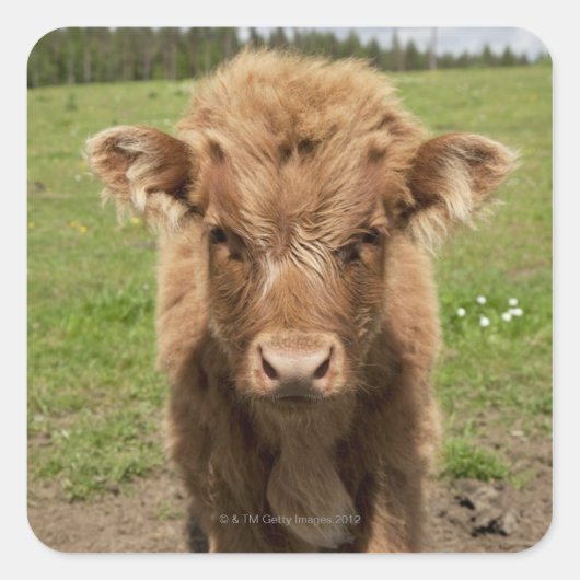 Highland Cattle calf, in der Nähe von Dufftown Quadratischer Aufkleber (Vorderseite)