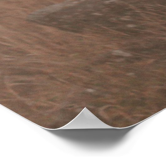 HIGHLAND CATTLE COW POSTER (Ecke)