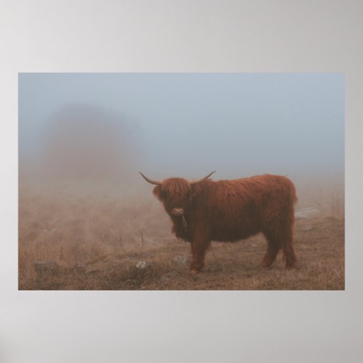 HIGHLAND CATTLE COW POSTER (Vorne)