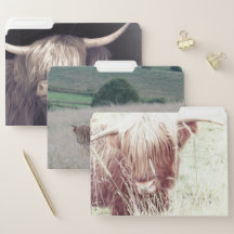 Highland Cattle File Folders