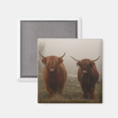Highland Cattle Fog Foto Magnet (Vorderseite/Rückseite)