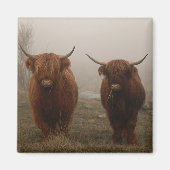 Highland Cattle Fog Foto Magnet (Vorne)