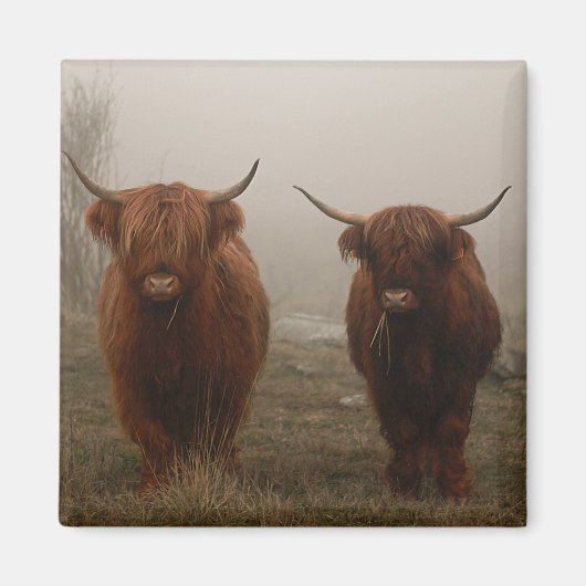 Highland Cattle Fog Foto Magnet (Vorne)