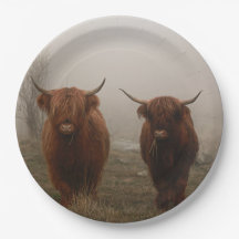 Highland Cattle Fog Foto
