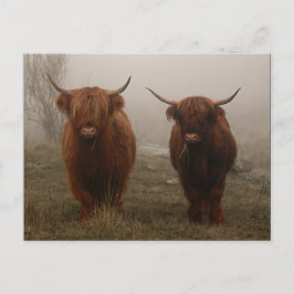 Highland Cattle Fog Foto Postkarte