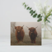 Highland Cattle Fog Foto Postkarte (Stehend Vorderseite)