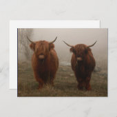 Highland Cattle Fog Foto Postkarte (Vorne/Hinten)