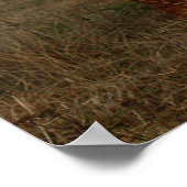 Highland Cattle Fog Photo Poster (Ecke)