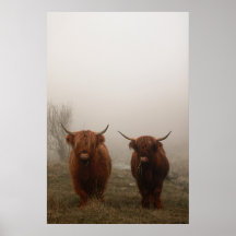 Highland Cattle Fog Photo