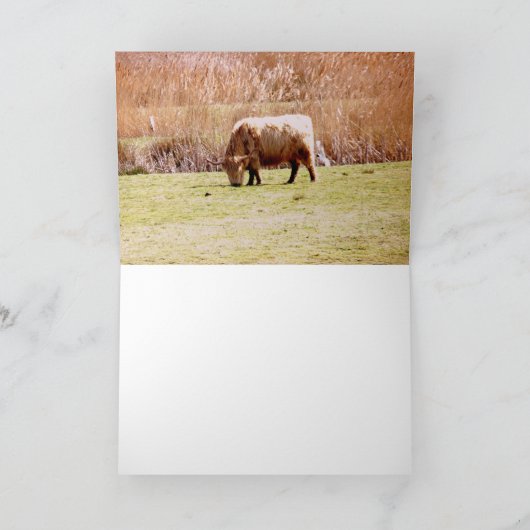 Highland Cattle Grazing Karte (Innenseite)