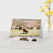Highland Cattle Grazing Karte (Gelbe Blume)