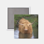 Highland Cattle Magnet (Vorderseite/Rückseite)